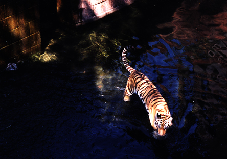 tiger photo