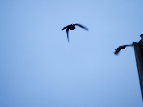 flight.jpg