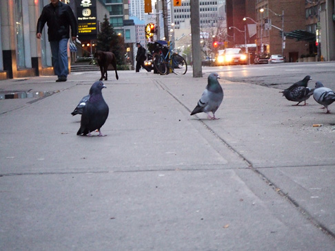 pigeons.jpg