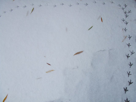 birdtrax_1.jpg