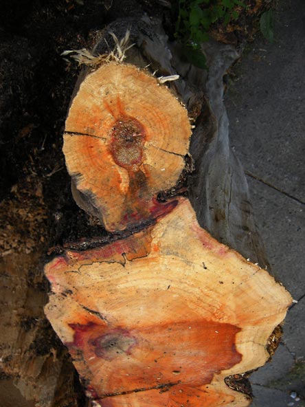 cross_section.jpg