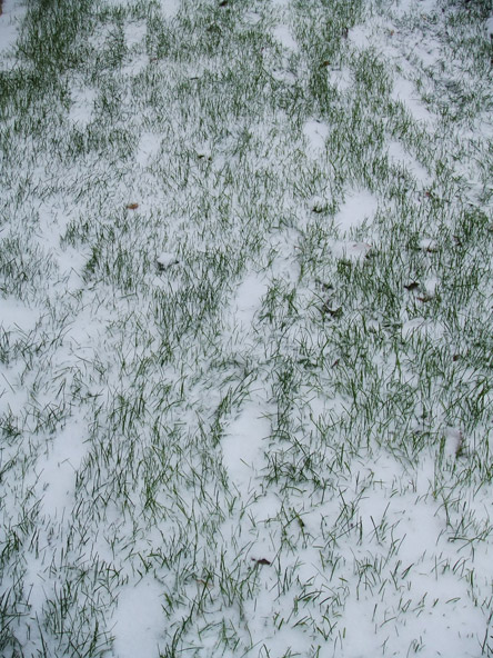 greensnow.jpg