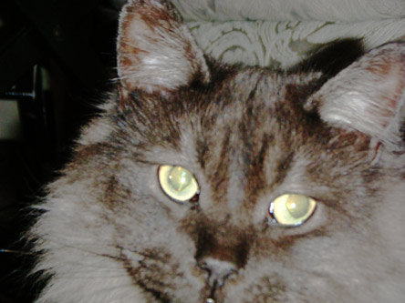 myshkin.jpg