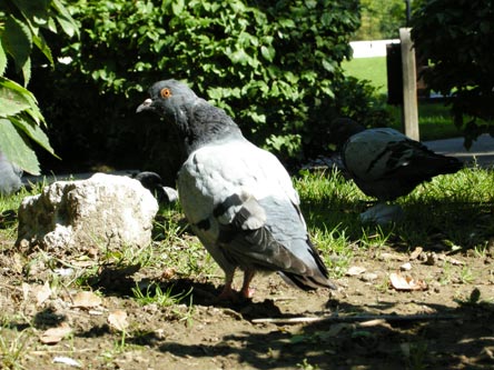 pigeon_traffic_5.jpg
