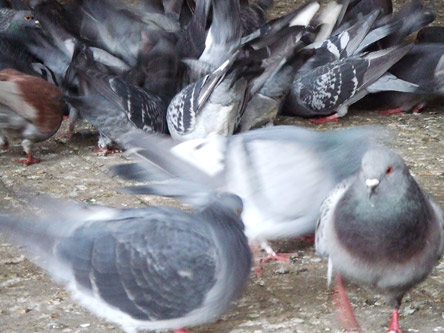 pigeonz11.jpg pigeonz11.jpg