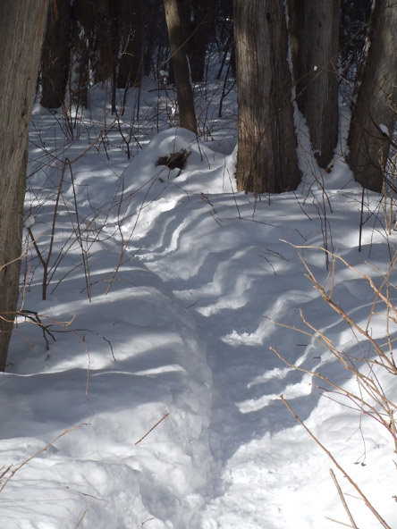 trail.jpg